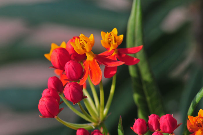 Mexican Butterfly Weed is an introduced Milkweed native to Mexico, Central- and South-America. The flowers are mostly red and orange and readily attract butterflies and hummingbirds. Asclepias curassavica 